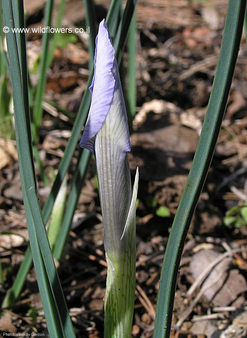 Iris vartanii